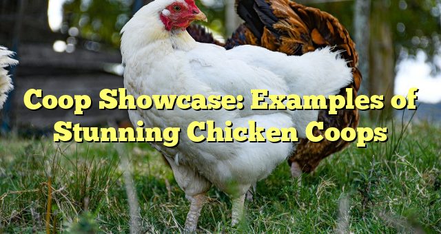 Coop Showcase: Examples of Stunning Chicken Coops 